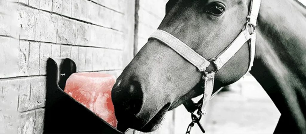 Why Animals Need Himalayan Pink Salt Licks: Health Benefits and Natural Instincts